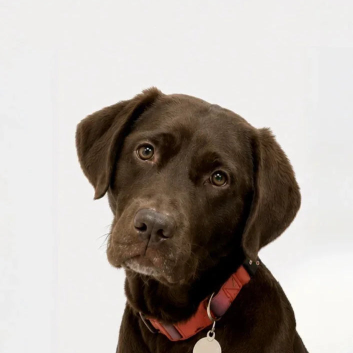 Chocolate Labrador Retriever wearing a red collar with a tag on a white background