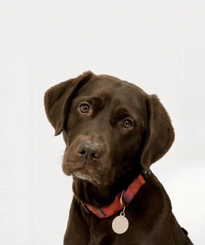Chocolate Labrador Retriever wearing a red collar with a tag on a white background
